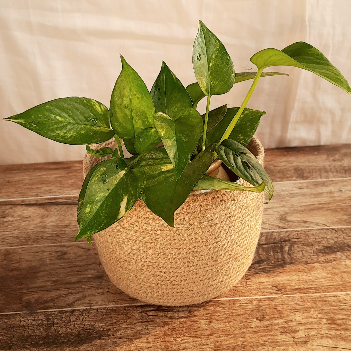 Studio Vilasita - Jute Planter
