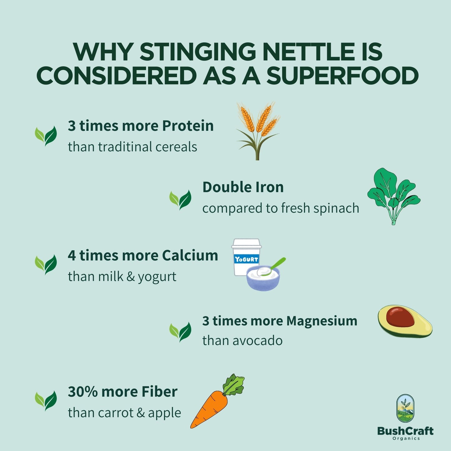 Stinging Nettle Leaf Wellness Herbal Extract (Urtica dioica) I For Oral Use I 30 ml