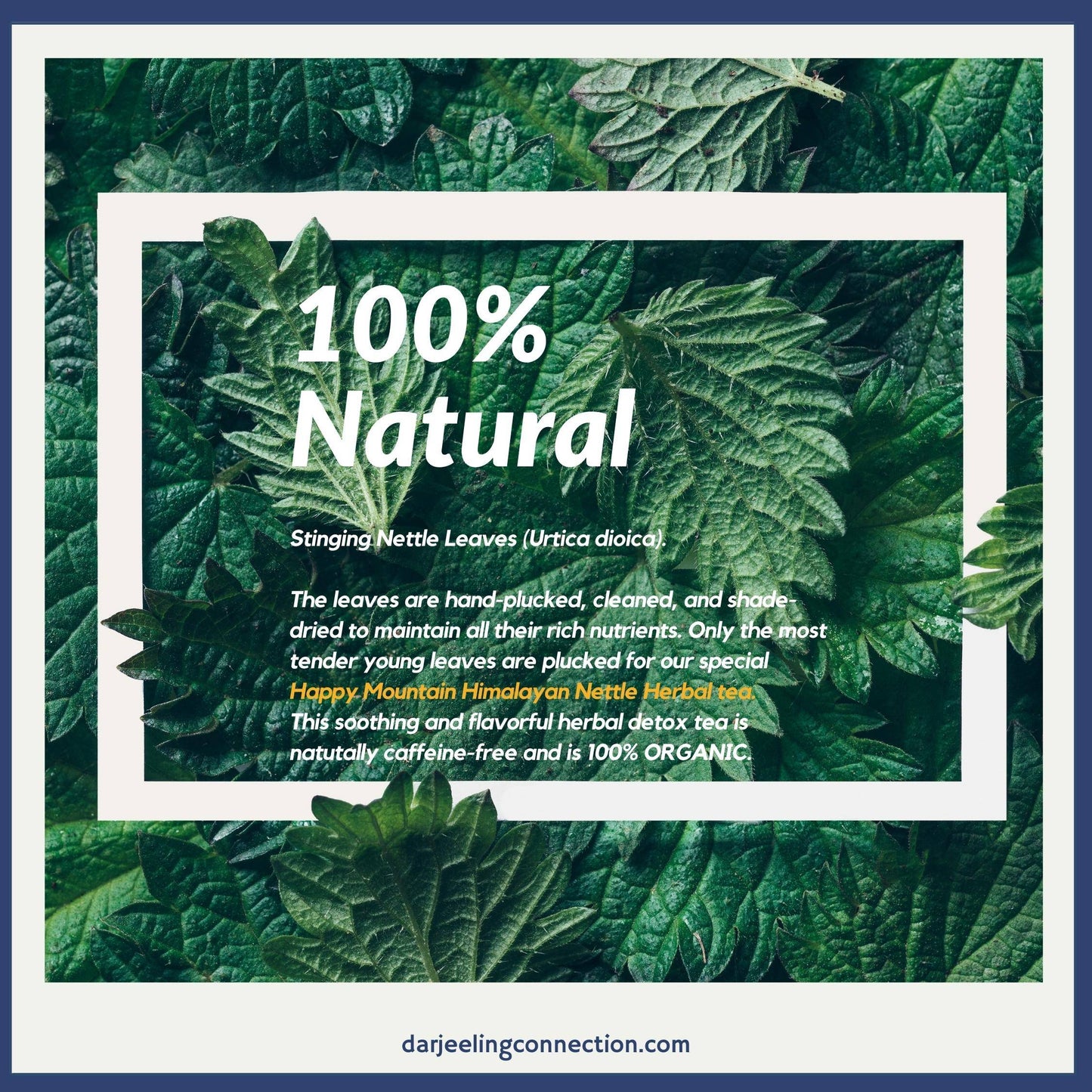 Stinging Nettle Leaves for Herbal Tea - Darjeeling Connection