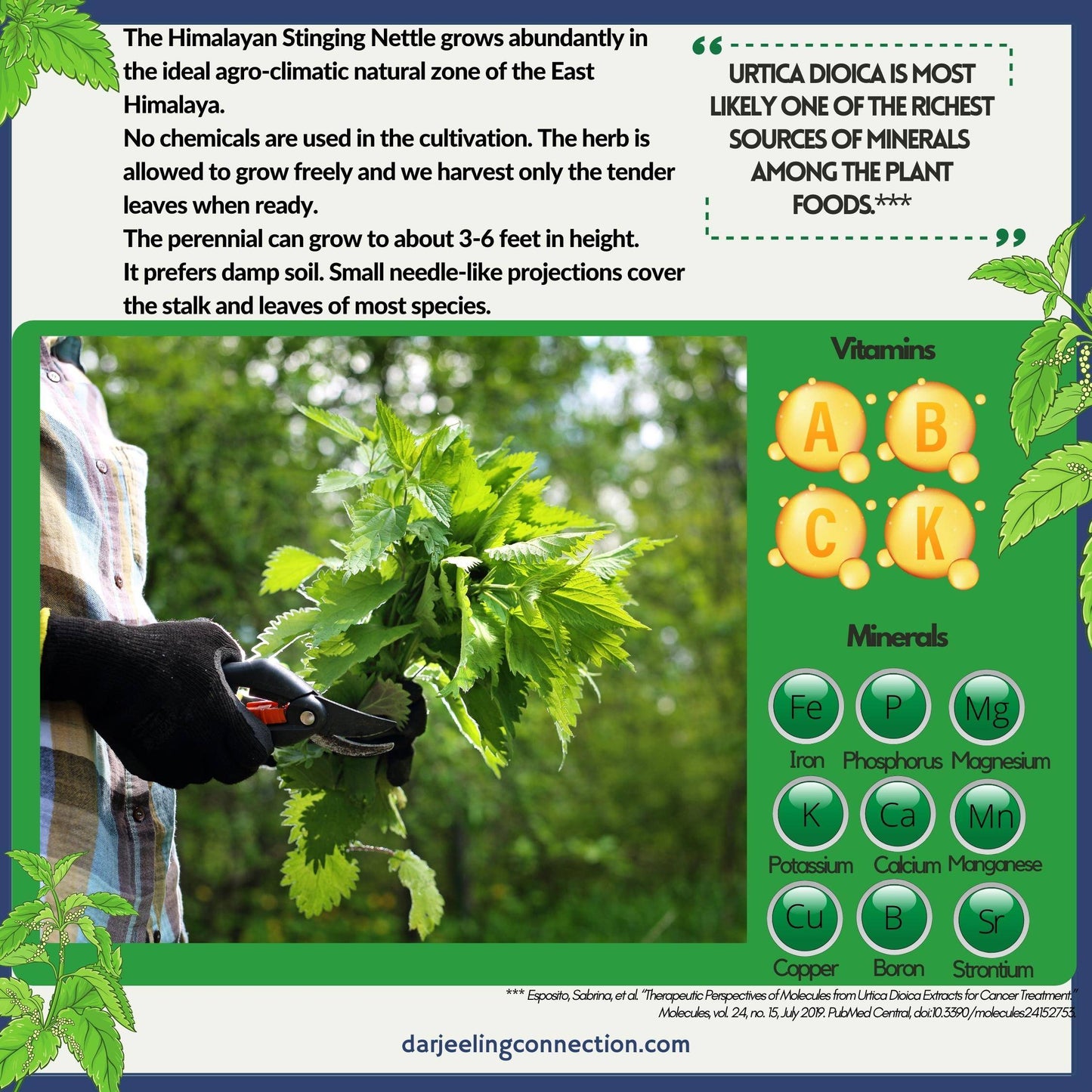 Himalayan Nettle Herbal Tea - Source of Vitamins & Minerals -Darjeeling Connection