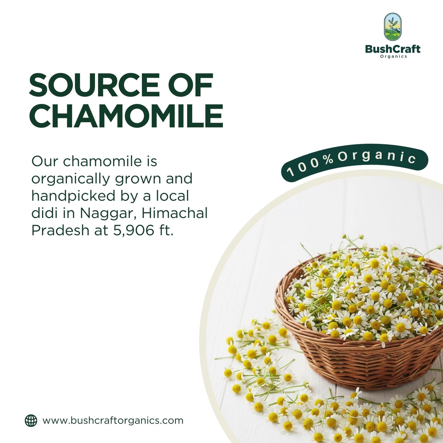 Chamomile Flower Herbal Extract (Matricaria chamomilla) | For Oral Use | 30 ml