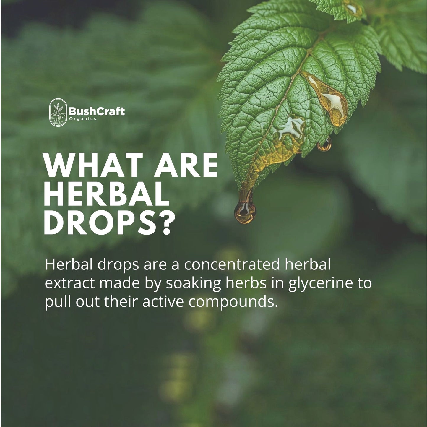 Stinging Nettle Leaf Wellness Herbal Extract (Urtica dioica) I For Oral Use I 30 ml