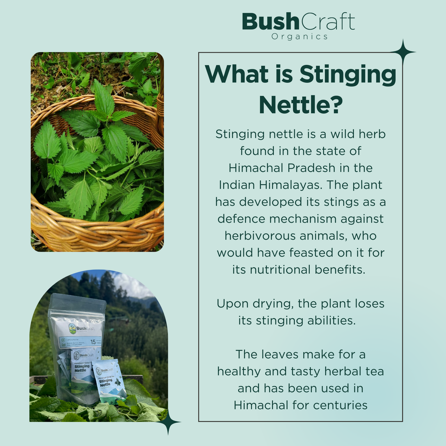 BushCraft Organics Stinging Nettle Herbal Tea