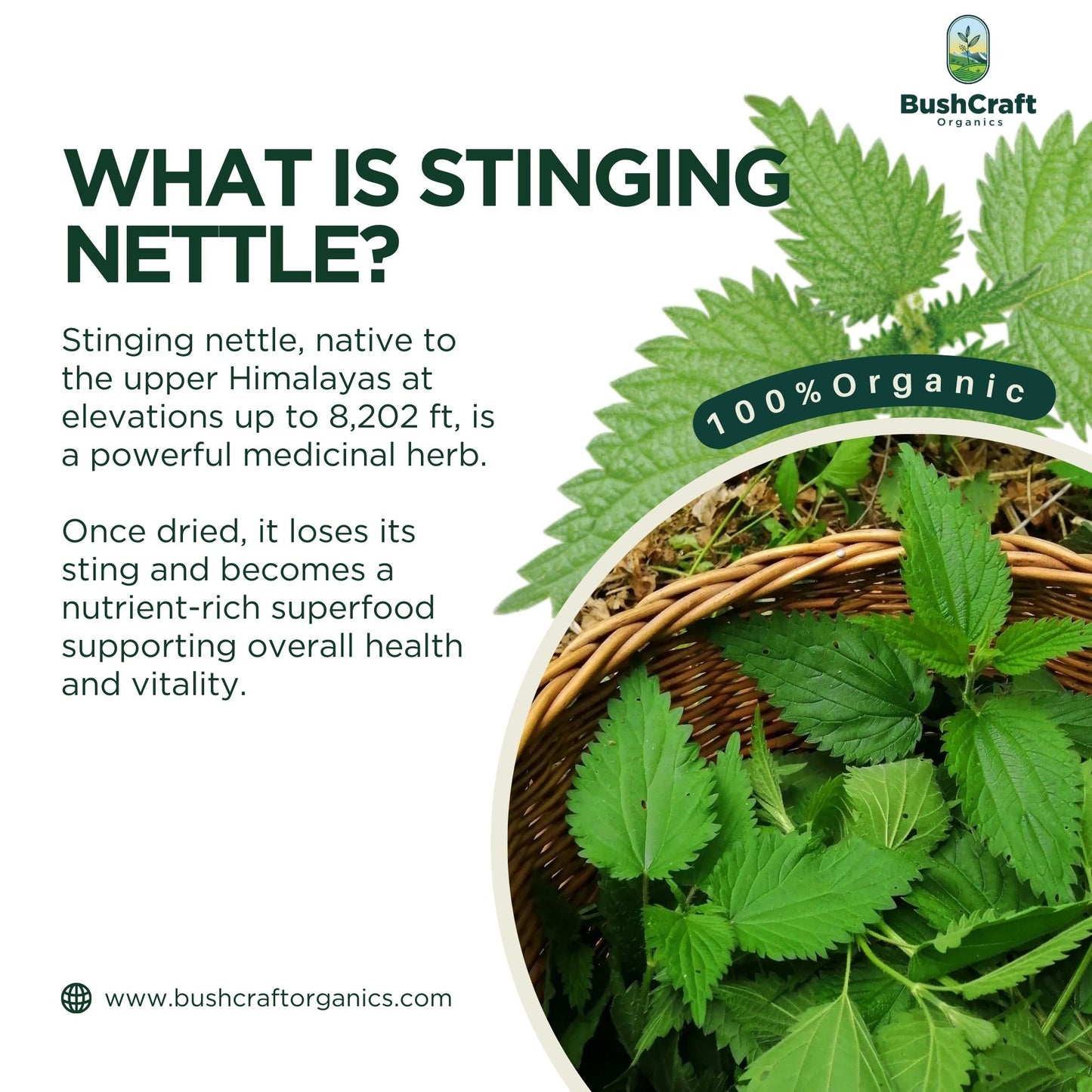 Stinging Nettle Leaf Wellness Herbal Extract (Urtica dioica) I For Oral Use I 30 ml
