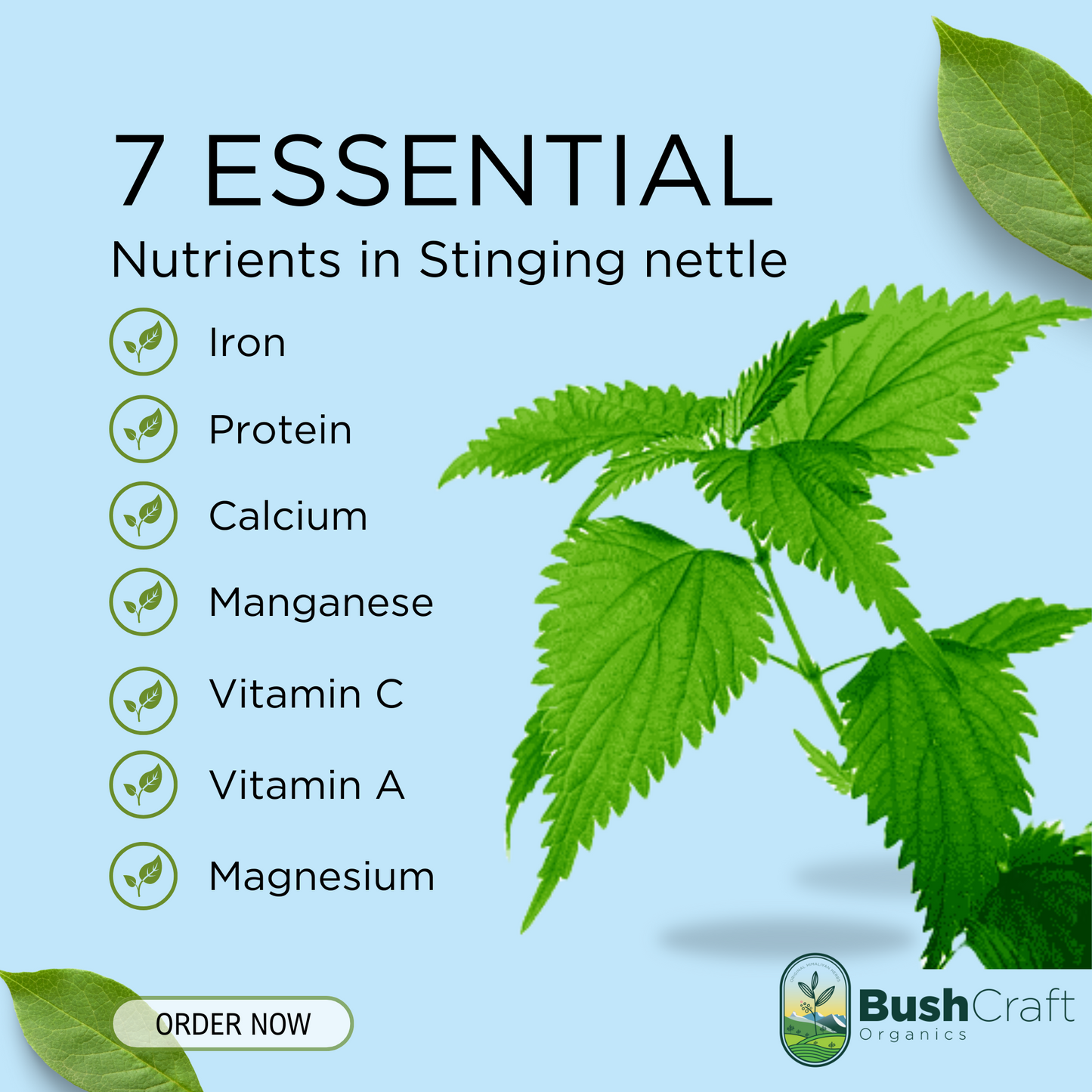 BushCraft Organics Stinging Nettle Herbal Tea