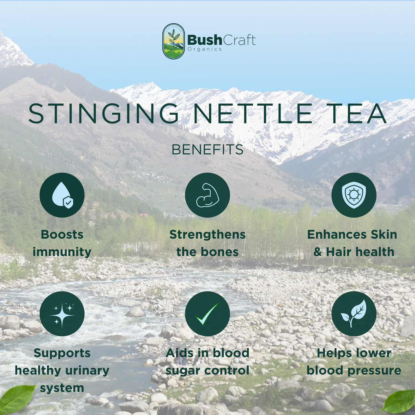 BushCraft Organics Stinging Nettle Herbal Tea