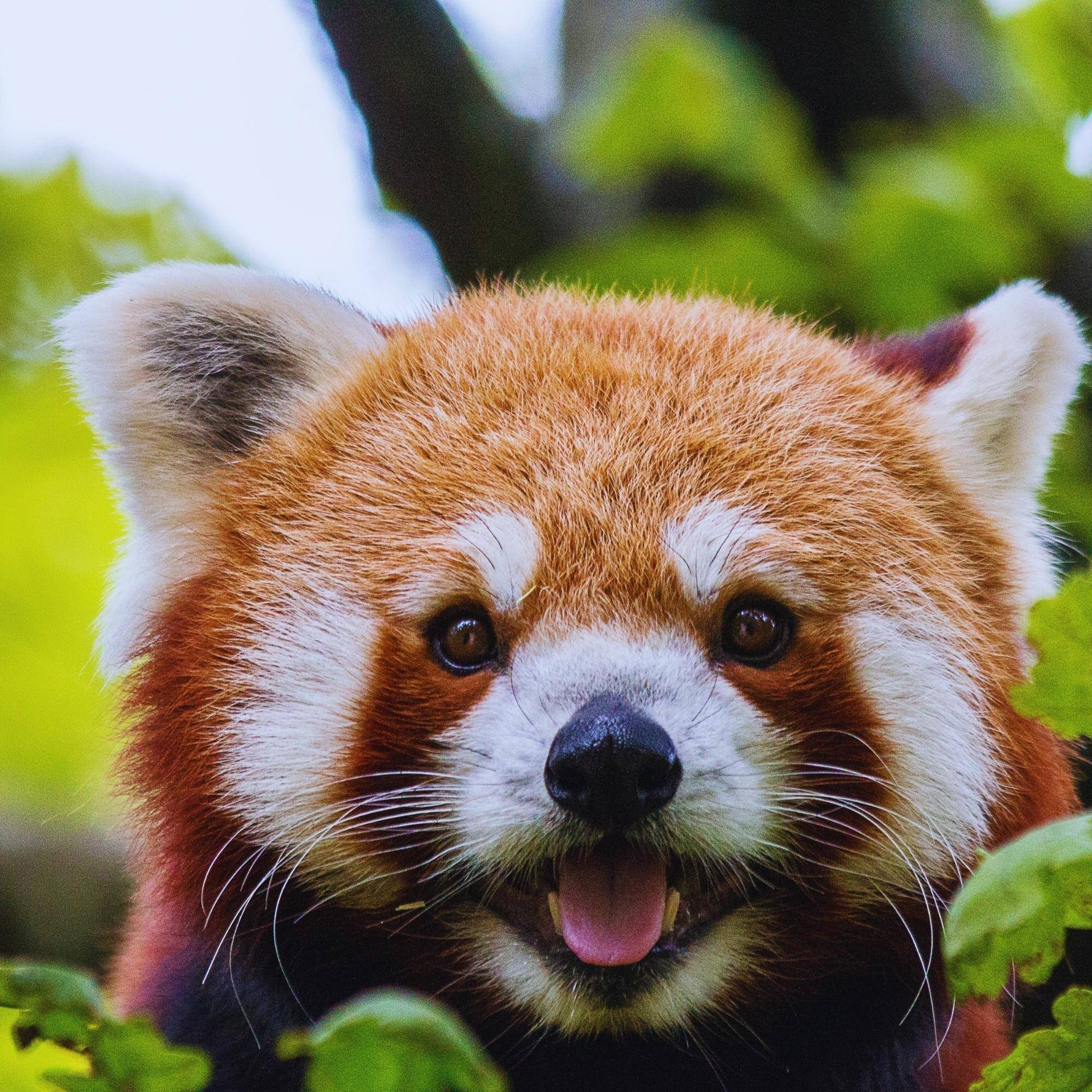 Red Panda, native to the Eastern Himalaya