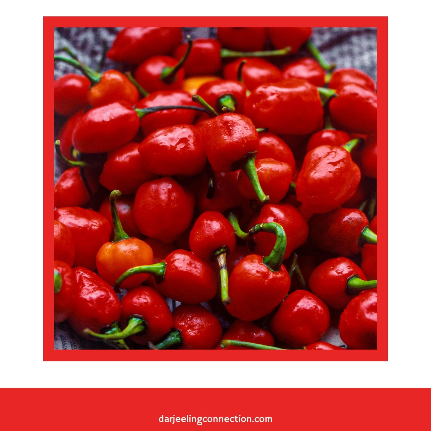 Himalayan Dalle Peppers - Happy Mountain