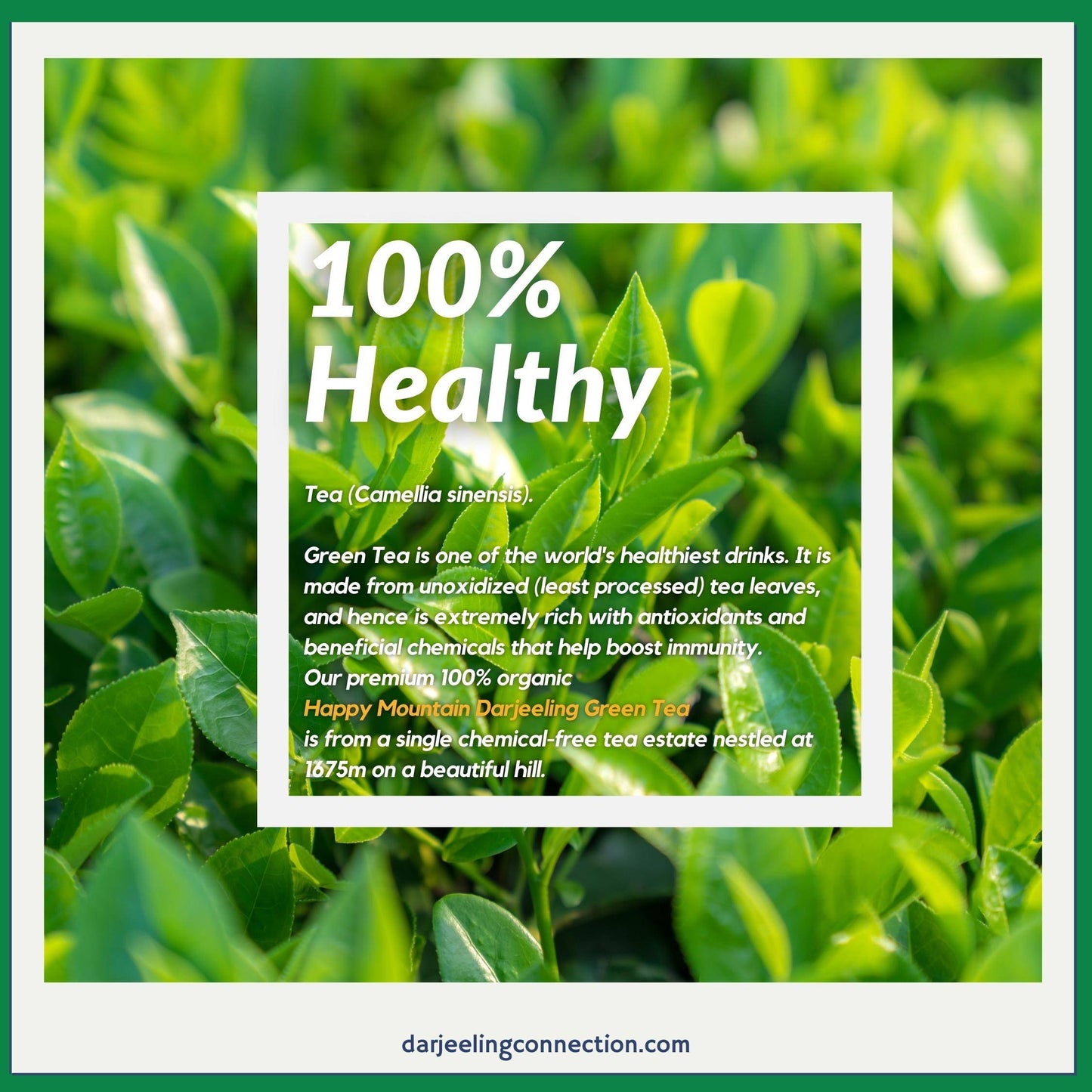 Organic Full-Leaf Darjeeling Green Tea for Immunity - Darjeeling Connection