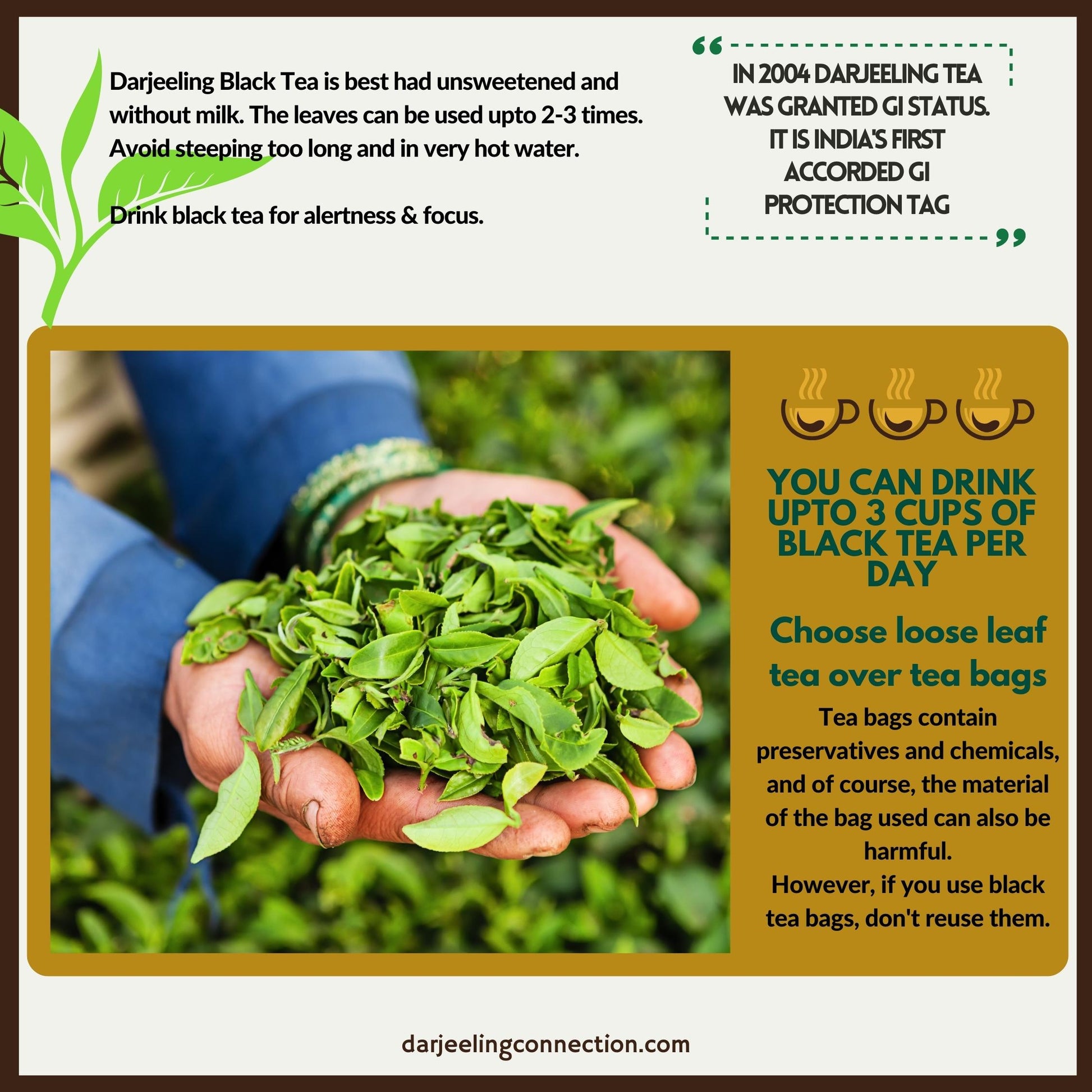 Organic Full-Leaf Darjeeling Black Tea for Immunity - Darjeeling Connection
